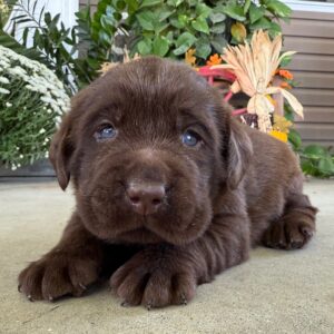 Jeb | Golden Retriever