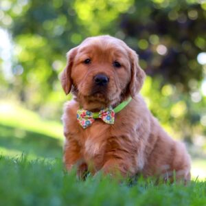 Ace | Golden Retriever Puppy