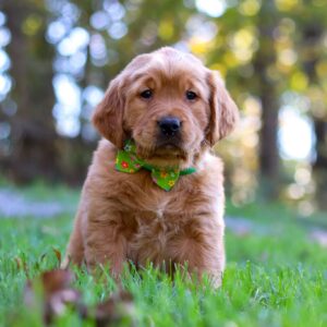 Alex | Golden Retriever Puppy