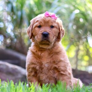 Ava | Golden Retriever Puppy
