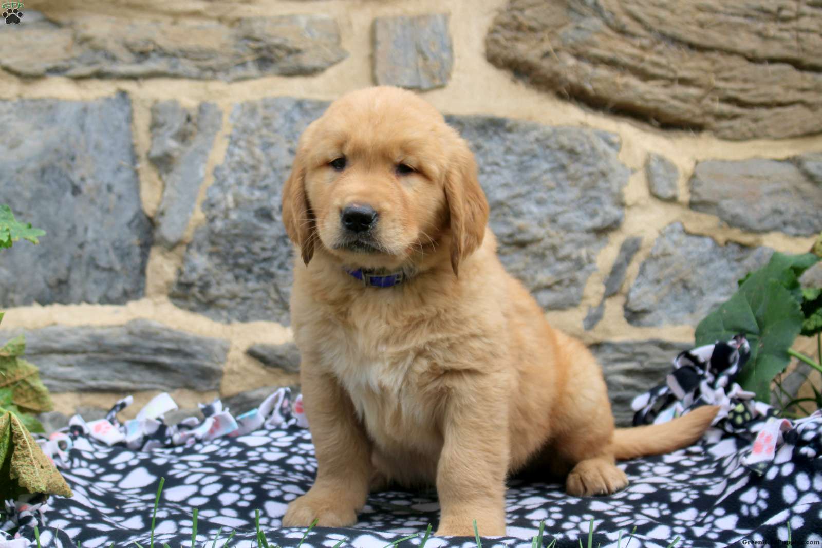 Frankincense | Golden Retriever Puppy - Image 2