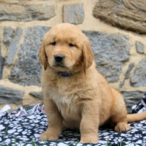 Frankincense |  Golden Retriever Puppy