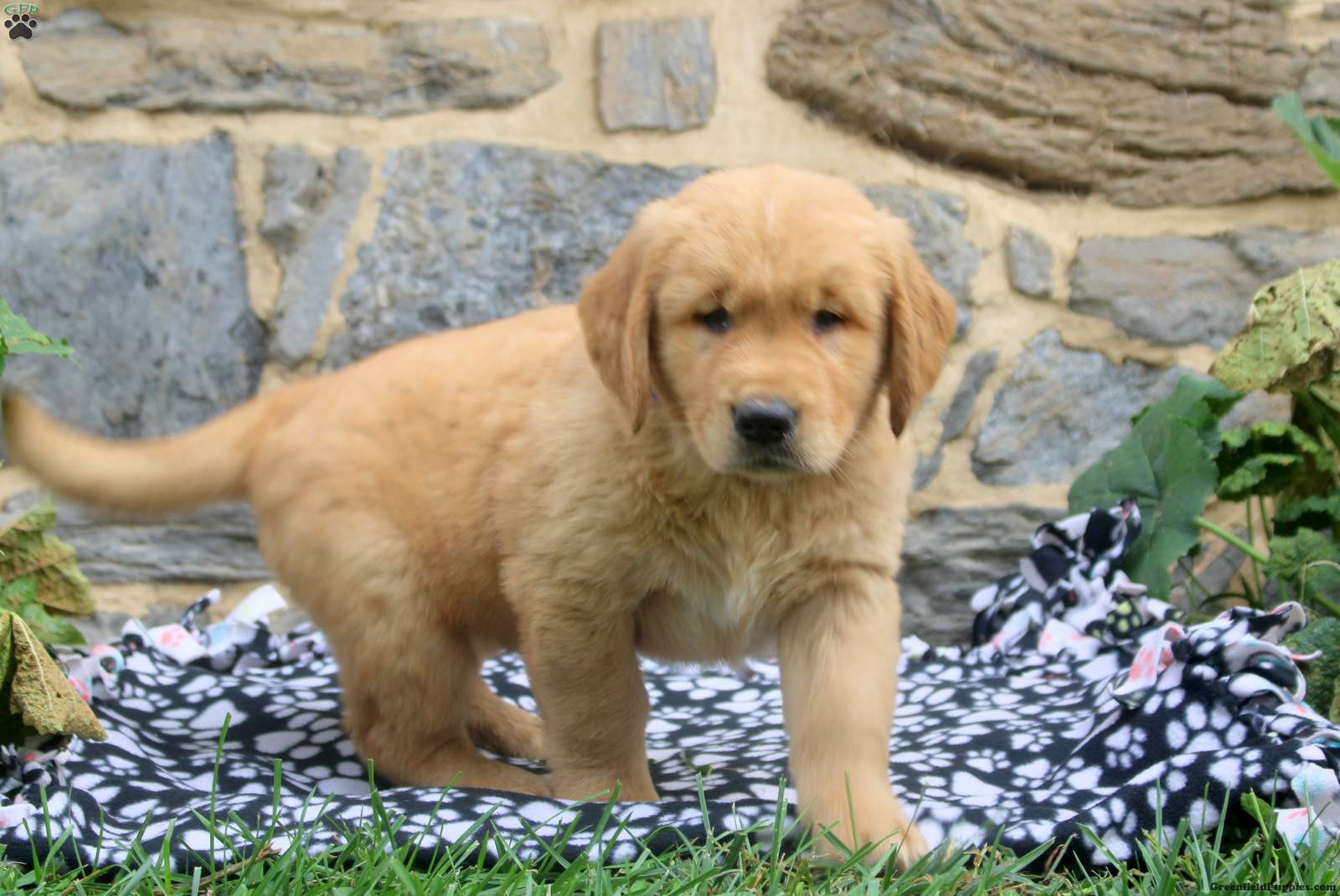 Frankincense | Golden Retriever Puppy - Image 3