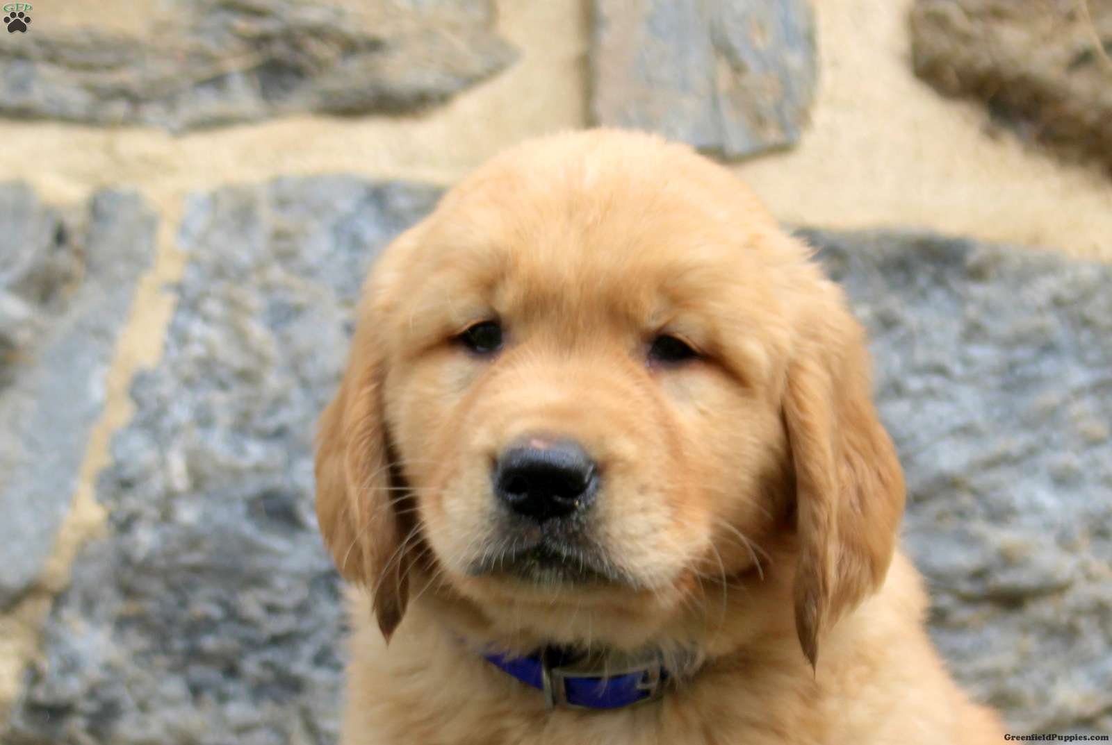 Frankincense | Golden Retriever Puppy - Image 4