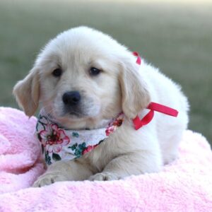 JENY Golden Retriever Puppy