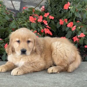 Rita |  Golden Retriever Puppy