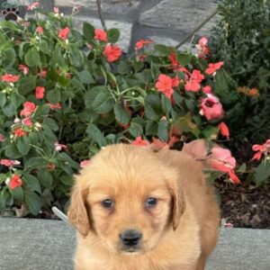 Tiny |  Golden Retriever Puppy