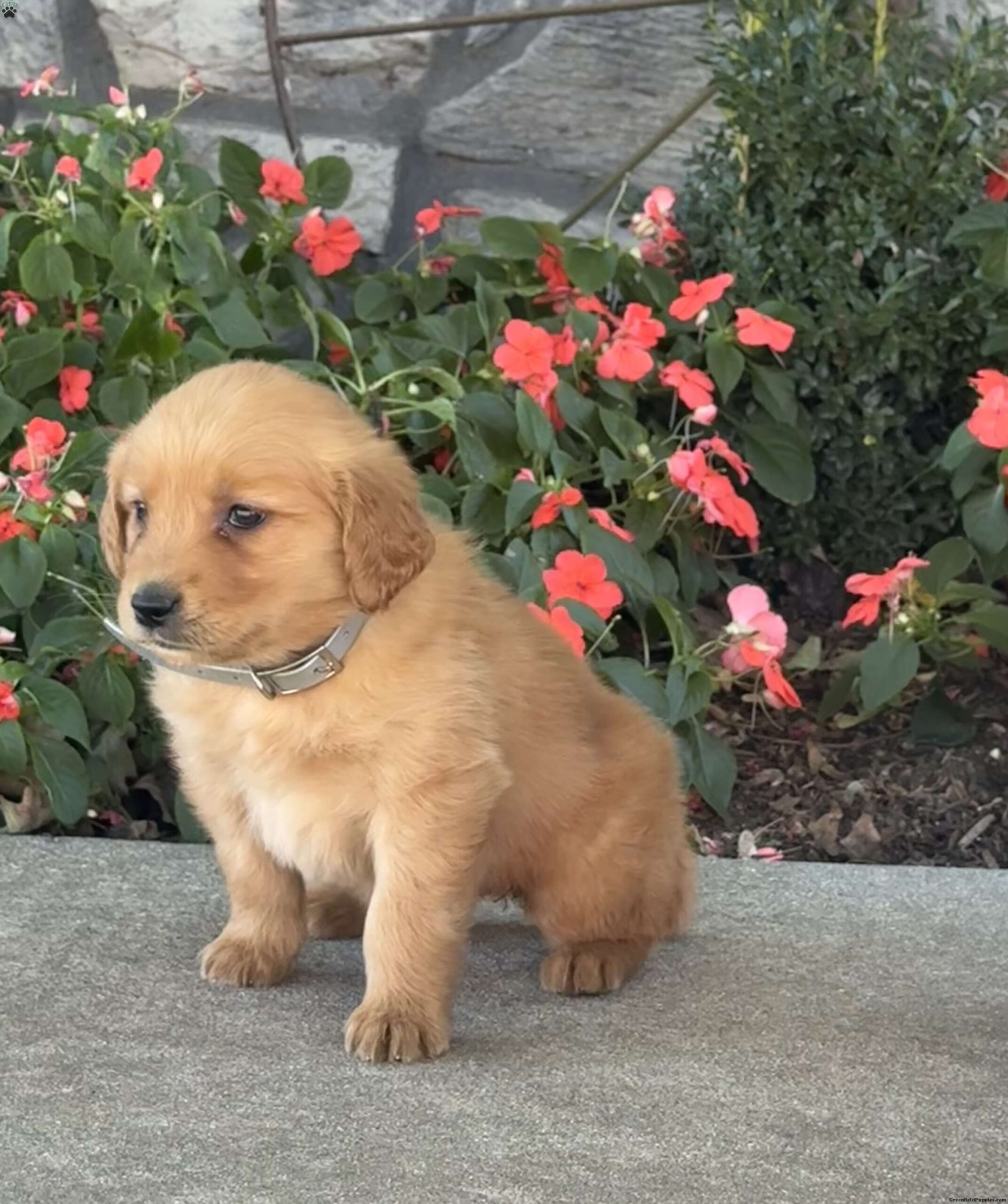 Tiny | Golden Retriever Puppy - Image 2