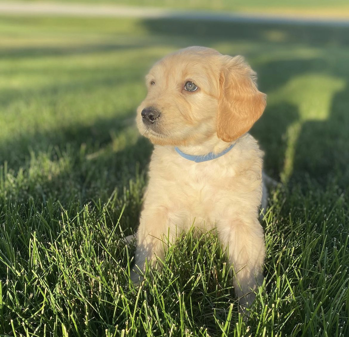 BELLA Golden Retriever Puppy - Image 2