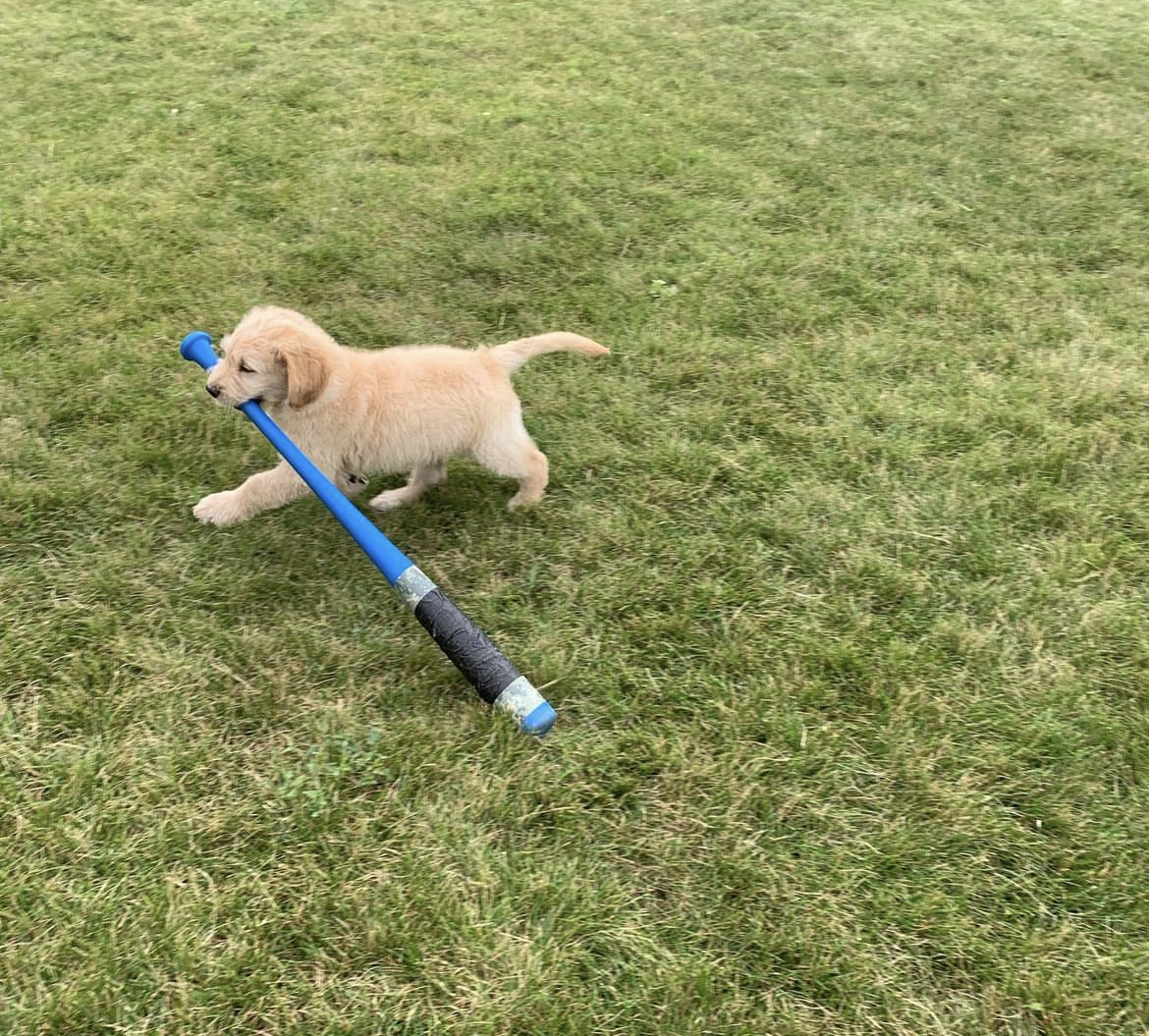 BELLA Golden Retriever Puppy - Image 5