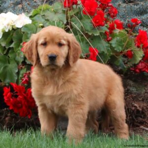 Tina | Golden Retriever Puppy