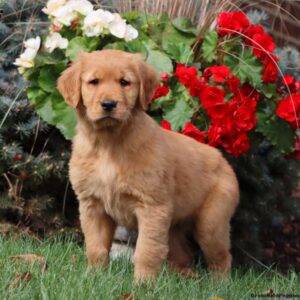 Tracey | Golden Retriever Puppy