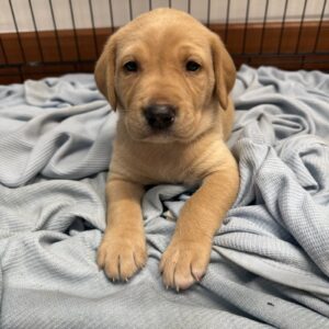 Erika | Golden Retriever